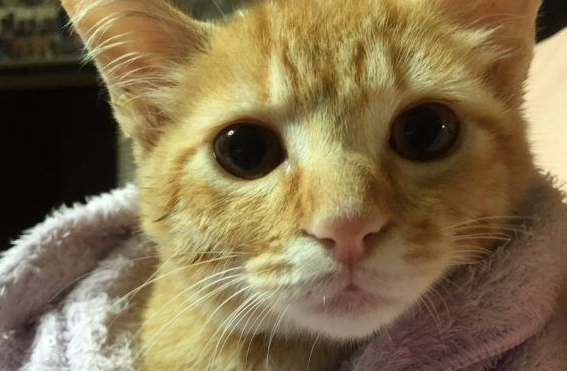 主人带回流浪小猫 让失去猫咪好友的柴柴很开心
