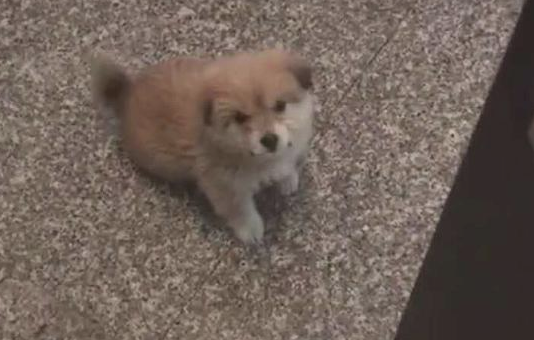 流浪犬讨食取得成功后，小家伙就一连三天出現在大门口，这下狠不下心了