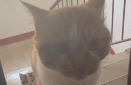 财神来到我家门,大喵小喵来敲门。被可爱的猫猫跟踪奇遇记 财神来到我家门,大喵小喵来敲门。被可爱的猫猫跟踪奇遇记