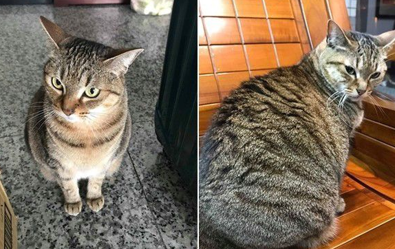 超过3秒不能吃啦 猫奴捡回饲料却招来猫拳伺候 超过3秒不能吃啦 猫奴捡回饲料却招来猫拳伺候