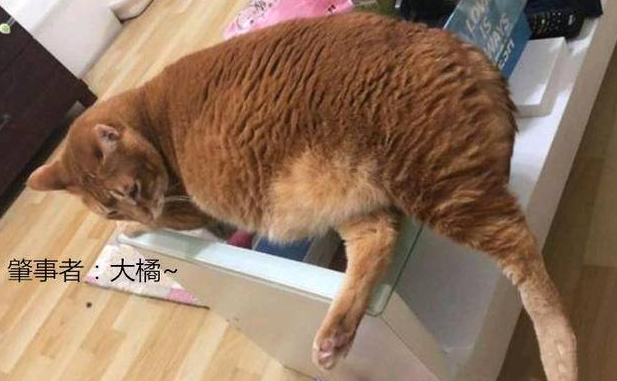 女子抱了10分钟橘猫 双腿就受了“重伤” 拍下照片让人羡慕