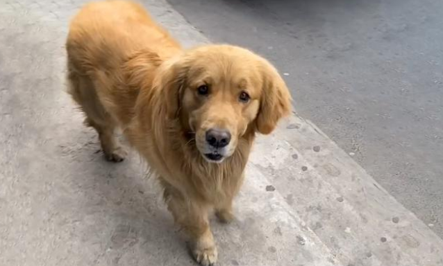 小哥被金毛犬一路尾随,想赶走它时,看见金毛的眼神,他犹豫了 小哥被金毛犬一路尾随,想赶走它时,看见金毛的眼神,他犹豫了