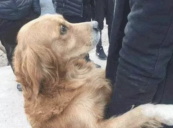 主人家到了大半年高校，回家后装作不了解金毛，一瞬间被暖哭