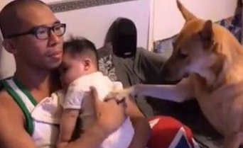超温馨！怀孕养宠没问题 狗姐姐暖心爱宝宝