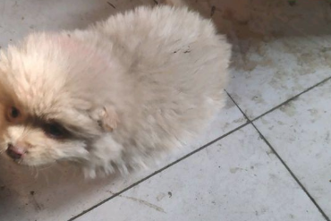 路人着手流浪犬就摔在雪上，见到它一脸手足无措，女生心痛坏掉