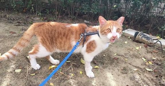 遭遇车祸脑伤猫 无力行动却求生欲超强