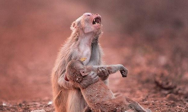 毛骨悚然!雌性汤基猕猴竟然会吃小猴遗骸!