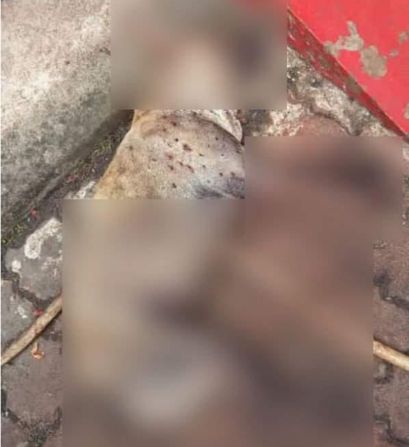 半盲流浪母狗被射杀，全身50多个弹孔，曾经午夜吠叫吓跑小偷