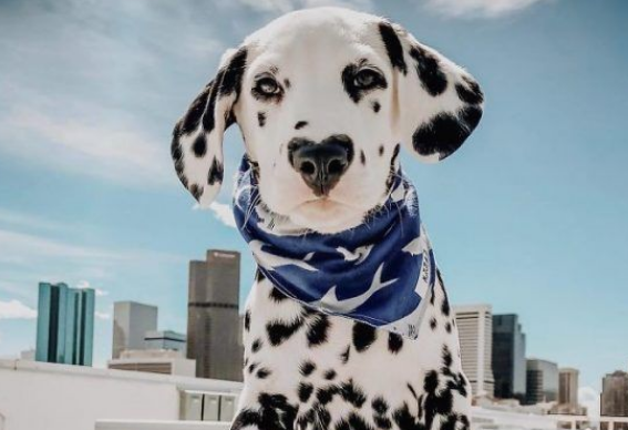 麦町犬的爱心鼻成独特标记 网友高呼太可爱了 麦町犬的爱心鼻成独特标记 网友高呼太可爱了