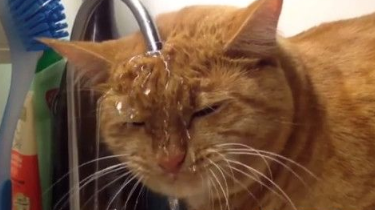 橘猫凑近水龙头脸全湿 一边洗头一边喝水