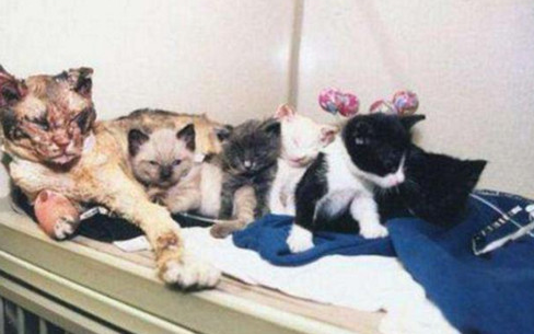 为救自己的5个孩子 猫咪5次冲进火场
