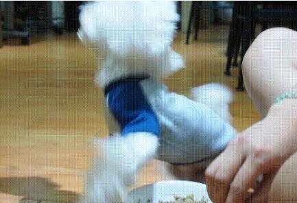 可爱小狗目露凶光:马尔济斯犬疯狂护食,连续咬人几十下后被制服 可爱小狗目露凶光:马尔济斯犬疯狂护食,连续咬人几十下后被制服