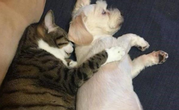 可怜小狗被大猫拥入怀中，动作乖巧但眼神出卖了它
