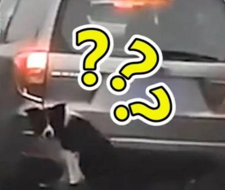 狗狗被挂在车尾，主人：狗掉毛，怕弄脏车……