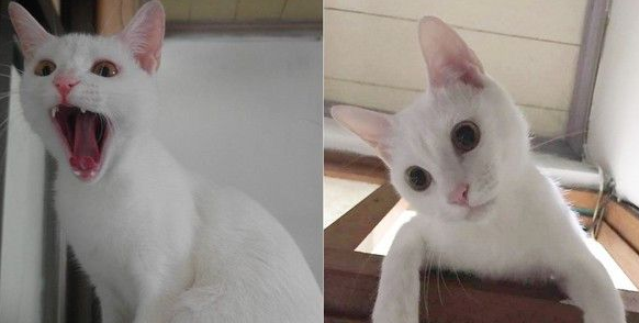 整个家都是猫咪的健身房 猫咪在门框练单杠