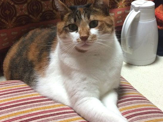 主人外出过夜后回家！发现猫咪竟会自己开肉泥趴