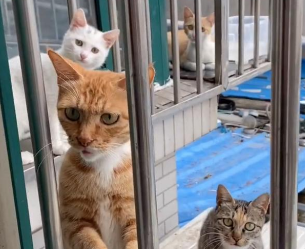 带孩子求收留的猫妈妈，对食物的举动看着心酸，猫：藏起来下顿吃