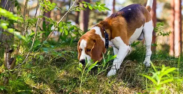 比格猎犬分几种体型