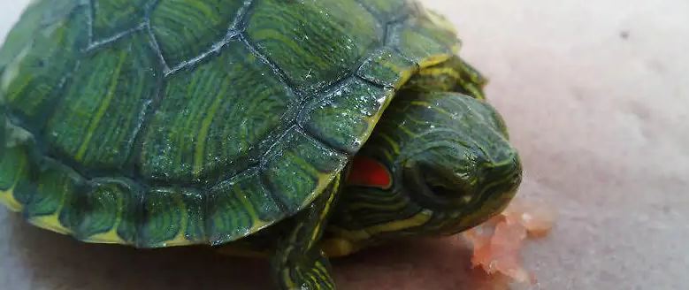 巴西龟可以吃肉吗
