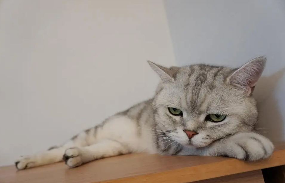 来了新猫老猫自闭了怎能处理