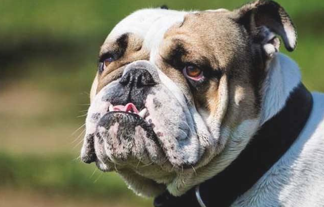 斗牛犬最受欢迎的前十名英文名字排名榜,想给小狗取个外国名字吗? 斗牛犬最受欢迎的前十名英文名字排名榜,想给小狗取个外国名字吗?