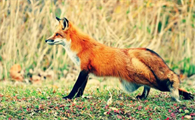 神秘的红褐色赤狐·042你了解吗？百科详解告诉你