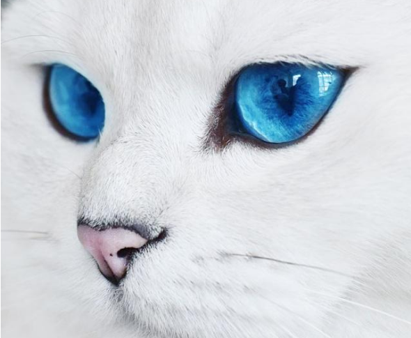 拥有绝美蓝眼睛的猫咪，迷倒万千猫奴，如今已成为主人“招财猫”