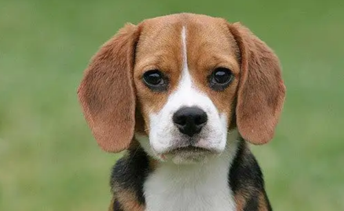 比格猎犬的智商有多高?我来告诉你答案! 比格猎犬的智商有多高?我来告诉你答案!