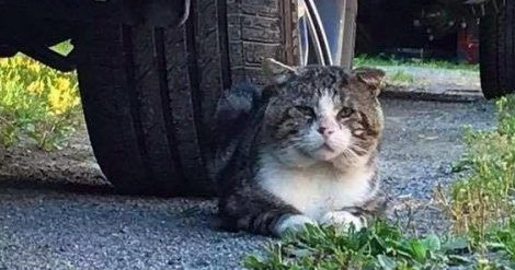 加拿大街猫帕杜被诱捕 成爱撒娇的傻大个家猫 加拿大街猫帕杜被诱捕 成爱撒娇的傻大个家猫