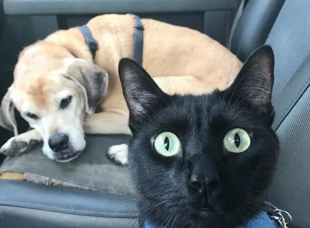 猫咪的“隐身术”太强大，猫奴找了半天，笑称：眼睛要瞎了