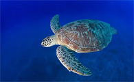 太平洋丽龟喜欢吃什么？感兴趣的朋友可以了解一下！