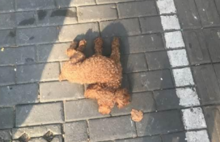 路遇一只小泰迪，趴在土里起不来，送医院看发觉是神经系统被压迫