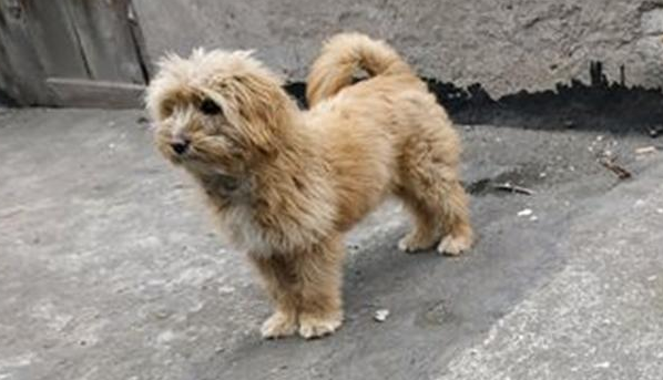 卖肉店前救出只流浪犬，接下去见到它的反映，女生感动不已