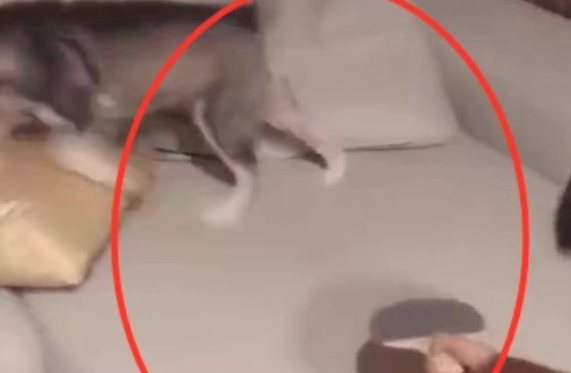二哈欺软怕硬，上一秒还想咬手，下一秒小主人举起乒乓球拍吓瘫了