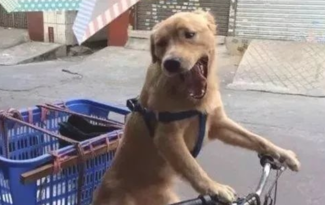 聪慧为报主人大恩大德，竟每日跟随主人送快递赚钱！