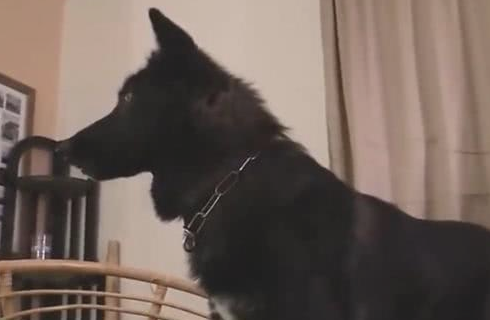 主人带了一匹狼回家了，德牧一瞬间怂了，铲屎官：你也是假的警犬吧！