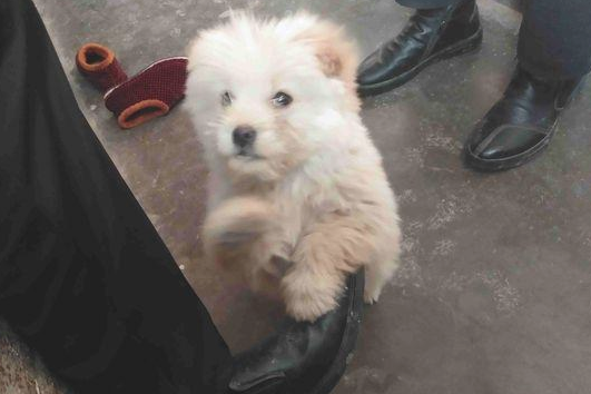 流浪犬跟在背后不离去,殊不知老妈喂个饼干后,它赖在大门口不动了 流浪犬跟在背后不离去,殊不知老妈喂个饼干后,它赖在大门口不动了