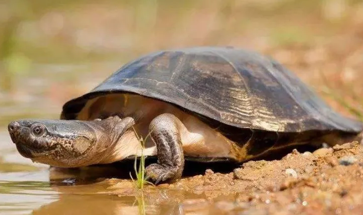 想给沼泽侧颈龟充足的安全感？环境、食物、温度要素缺一不可