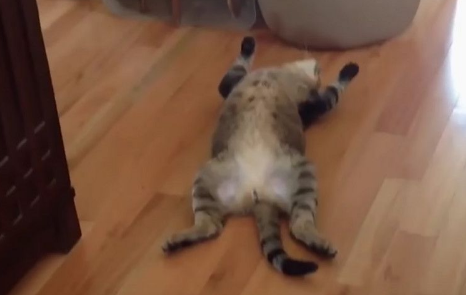 世界上最懒的猫咪 看到球就要抓可猫咪就转身 世界上最懒的猫咪 看到球就要抓可猫咪就转身