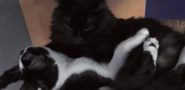 猫咪兄弟档感情超好 放弃猫搭台也要窝一起