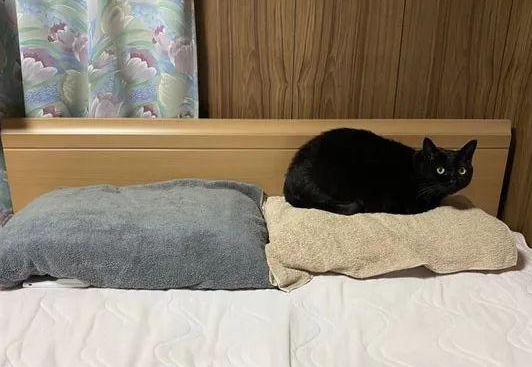 一到睡觉时间，猫就霸占枕头，于是铲屎官又买了一个后！