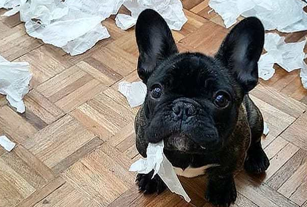斗牛犬爱翻垃圾桶,主人家居然那样做,吓得狗子撒腿就跑! 斗牛犬爱翻垃圾桶,主人家居然那样做,吓得狗子撒腿就跑!