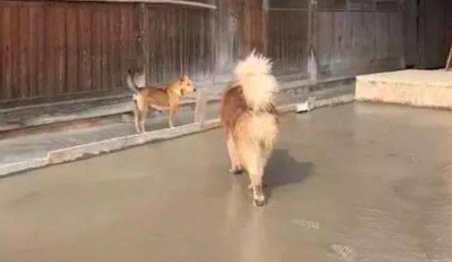 阿拉斯加犬跑到隔壁家刚铺的水泥道上,工人们看过,内心全是崩溃的 阿拉斯加犬跑到隔壁家刚铺的水泥道上,工人们看过,内心全是崩溃的