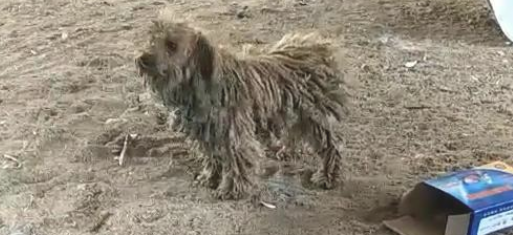 泰迪送至乡村当看门犬，3个月后，主人家再度看到它那一刻，奔溃了！