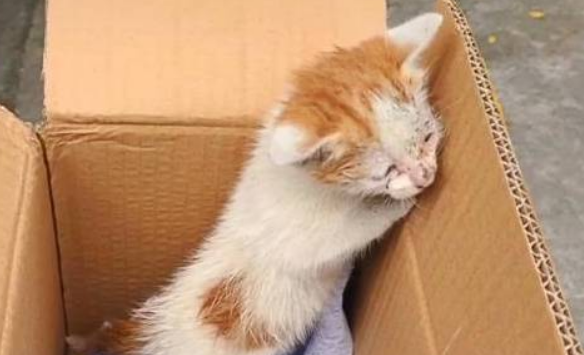 暖心故事：一只小猫在冬天流浪，被收养后登上“喵生巅峰” 