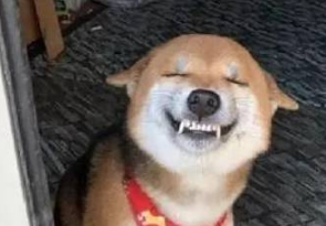 最喜欢笑的柴犬,开心到眼睛眯成一条缝,让人忍不住揪它的小肥脸 最喜欢笑的柴犬,开心到眼睛眯成一条缝,让人忍不住揪它的小肥脸