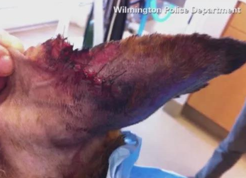 比特犬攻击路过警犬,紧咬不放被警员处决!网友们吵翻了! 比特犬攻击路过警犬,紧咬不放被警员处决!网友们吵翻了!