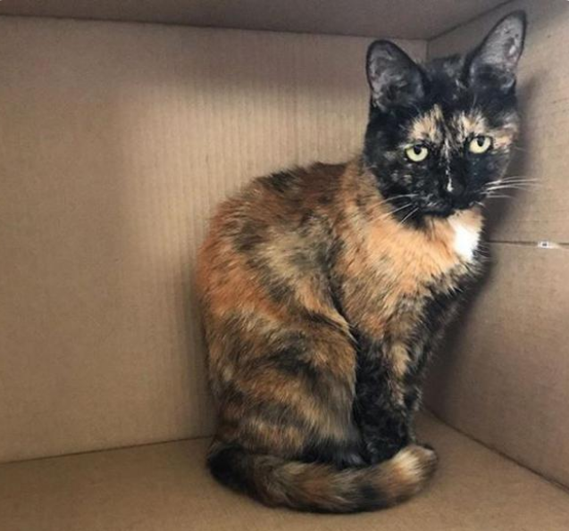 主人临终将猫托付给子女，猫却独自寻找了她十年，结局让人泪目