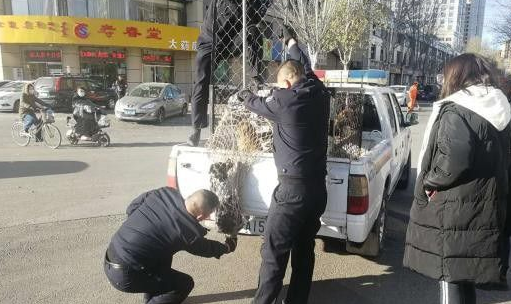 现实版的忠犬八公！小狗苦等车祸身亡女主人80天
