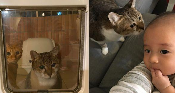 想和你一起慢慢变老，爱猫养20年痴呆，忘记怎么走路！